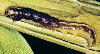 Managing Stalk Borers in Corn